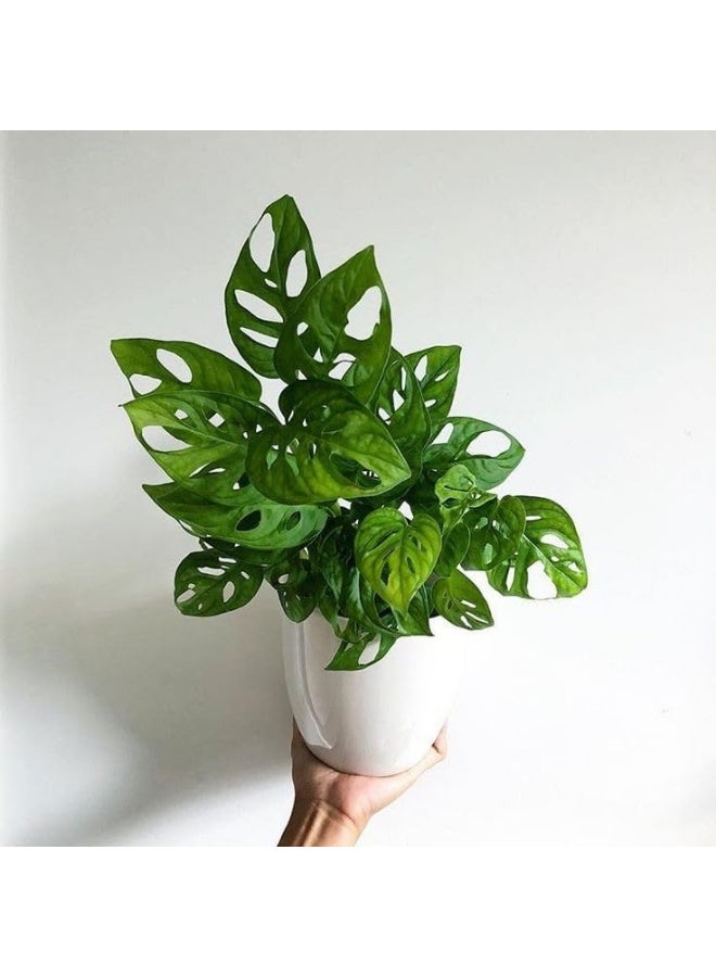 Monstera Plant, Indoor Plant with Green Perforated Leaves, White Planter Pot - Image 1